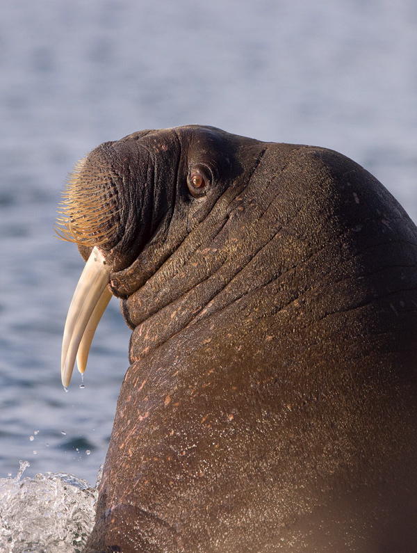 A walrus playing in the water (picture by Paul Ashton)